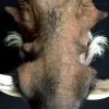 Spezielle ausgestopfte Kopf eines Warzenschwein