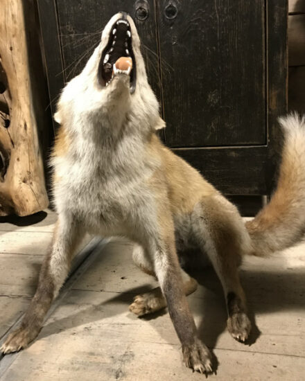 special-taxidermy-fox-754030-en-max