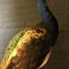 Special taxidermy peacock (Purple color)