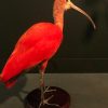 Special taxidermy red Ibis