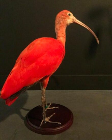 special-taxidermy-red-ibis-916881-en-max