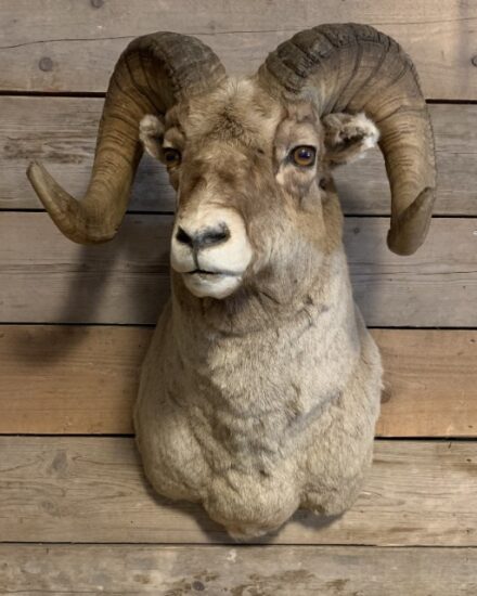 specially-stuffed-head-of-a-bighorn-sheep-2086623-en-max