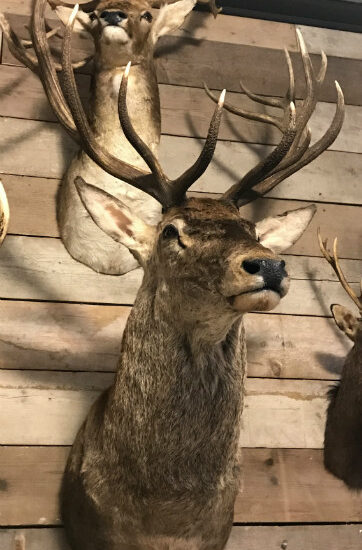 splendid-taxidermy-head-of-a-large-red-deer-756560-en-max