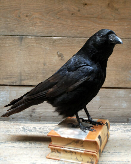 stuffed-crows-mounted-on-an-antique-books-376713-en-max