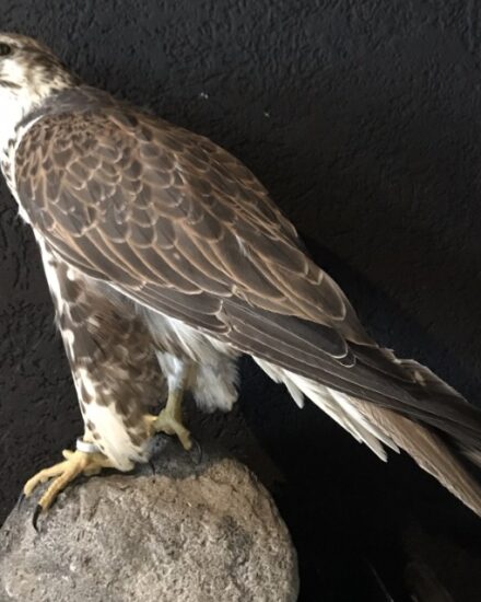 stuffed-gyr-sakerfalcon-861316-en-max