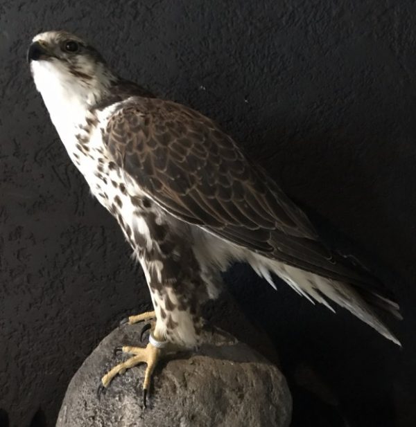 Ausgestopfter Gyr- Saker Falcon