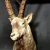 Stuffed head of a capricorn ibex
