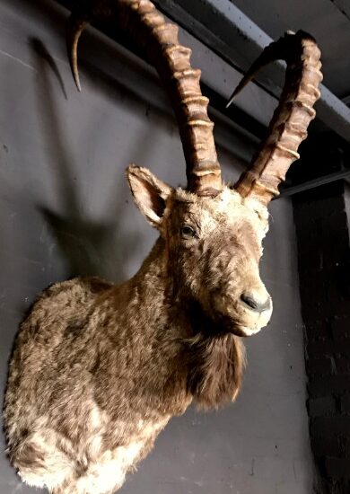 stuffed-head-of-a-capricorn-ibex-1030820-en-max