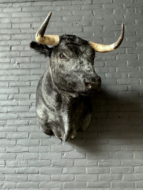 Stuffed head of a dark gray Spanish fighting bull