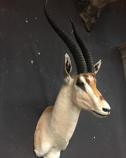 stuffed-head-of-a-grand-gazelle-517328-en-max