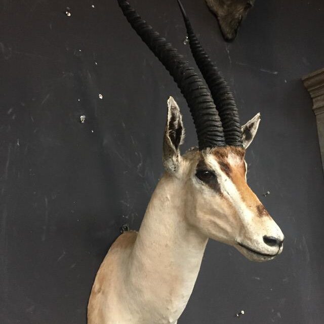 stuffed-head-of-a-grand-gazelle-517328-en-max