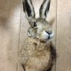 Stuffed head of a hare. With or without antlers.