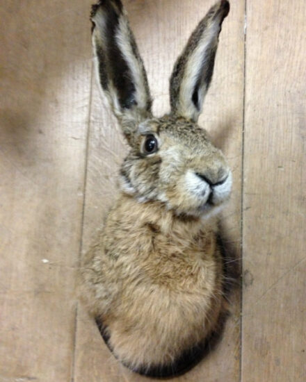 stuffed-head-of-a-hare-with-or-without-antlers-374473-en-max