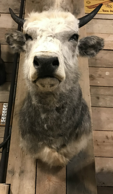 Stuffed head of a Hungarian cow.