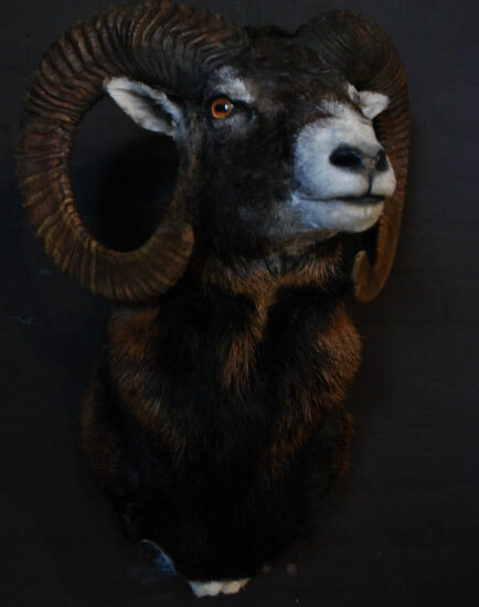 stuffed-head-of-a-mouflon-377905-en-max