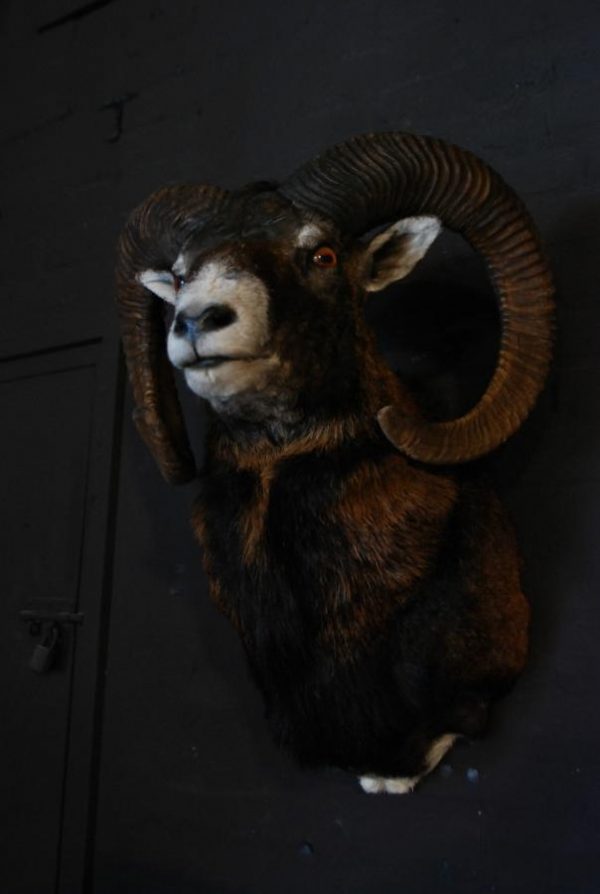 Stuffed head of a mouflon