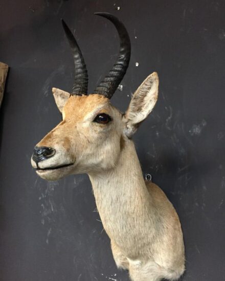 stuffed-head-of-a-reedbuck-518060-en-max