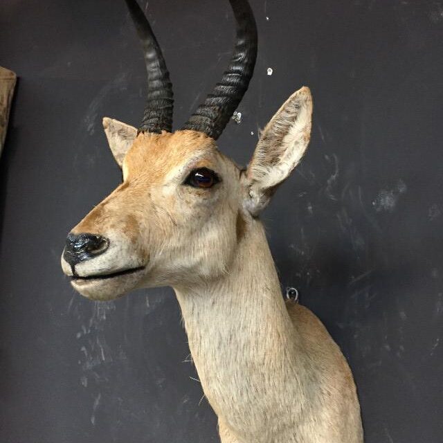 stuffed-head-of-a-reedbuck-518060-en-max