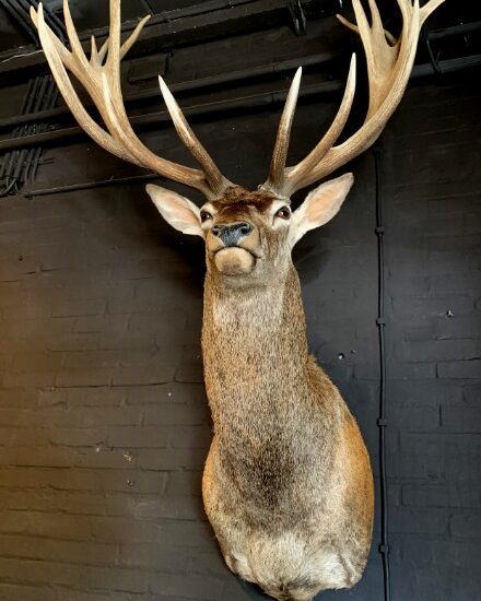 stuffed-head-of-a-very-big-red-stag-26-pointer-1931839-en-max