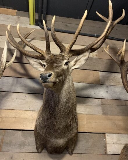 stuffed-head-of-a-very-large-red-deer-2333239-en-max