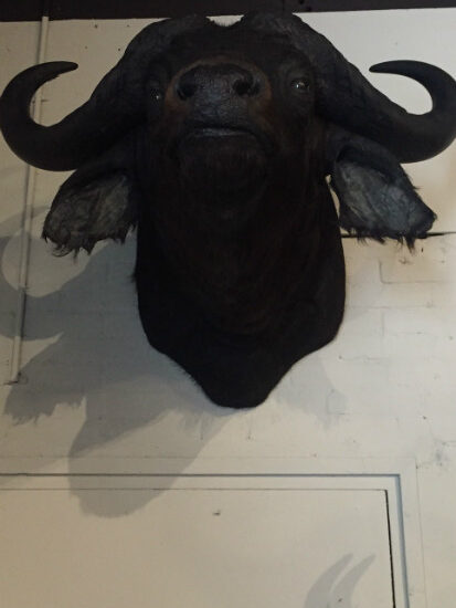 stuffed-head-of-an-african-buffalo-521035-en-max