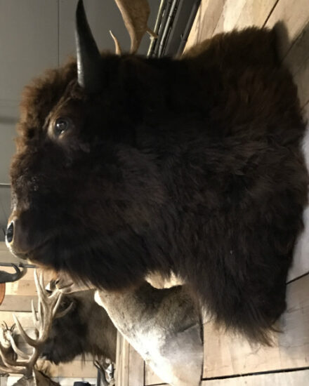 stuffed-head-of-an-american-bison-704737-en-max