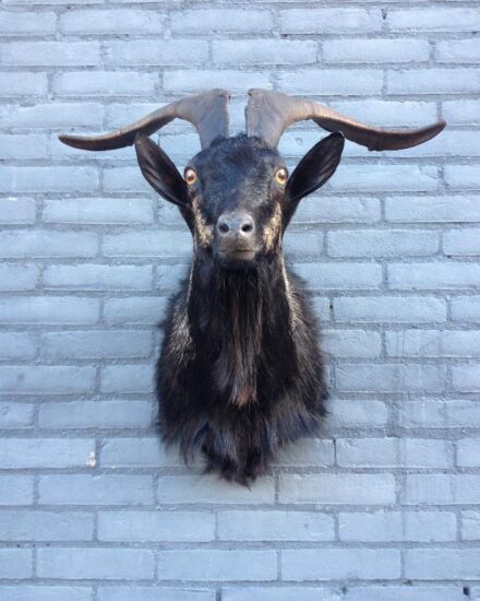 stuffed-head-of-big-billy-goat-with-long-horns-376227-en-max