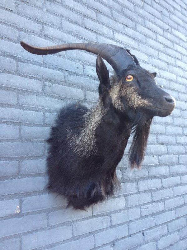 Stuffed head of big billy goat with long horns.