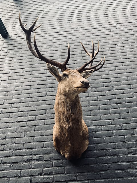 Stuffed head of red stag.