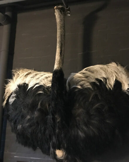 stuffed-head-with-chest-of-an-ostrich-629970-en-max