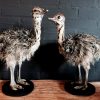 Stuffed ostrich chicks