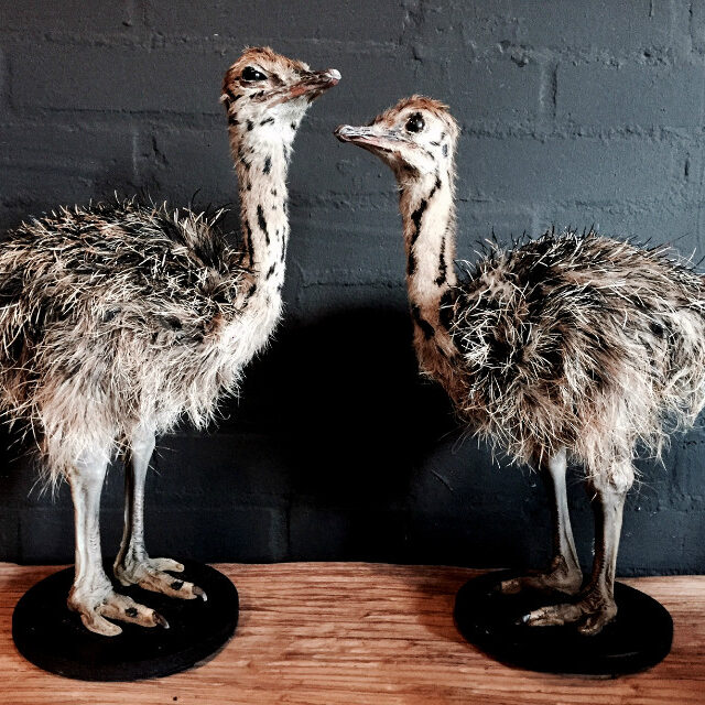 stuffed-ostrich-chicks-435596-en-max