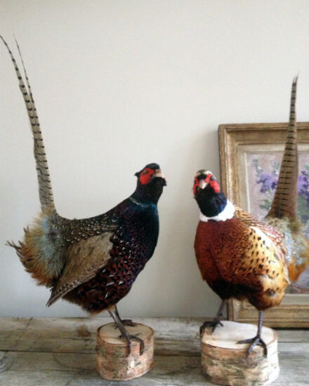 stuffed-pheasants-374995-en-max