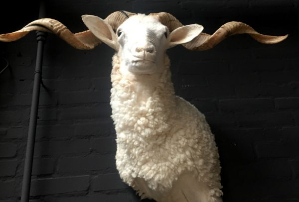 Stuffed ram's head