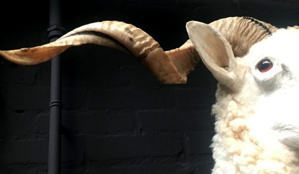 Stuffed ram's head