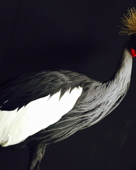 stylish-taxidermy-crown-crane-536800-en-max