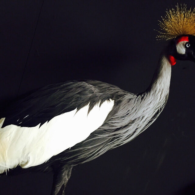 stylish-taxidermy-crown-crane-536800-en-max