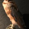 Taxidermy barn owl with cites