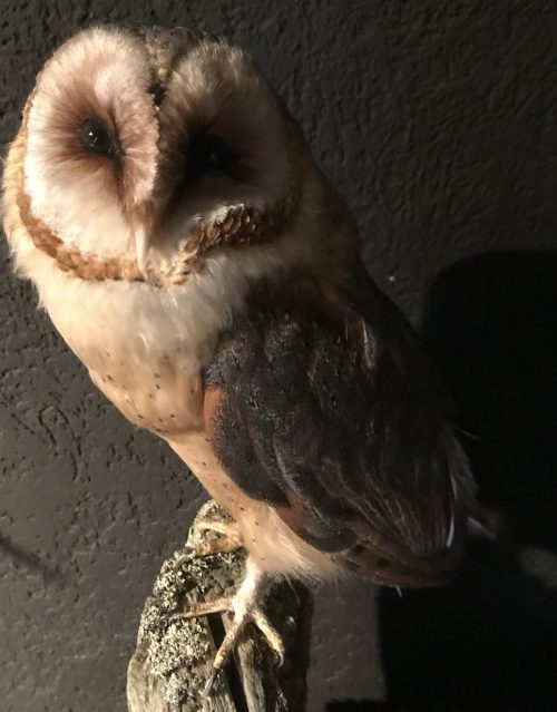 Taxidermy barn owl with cites