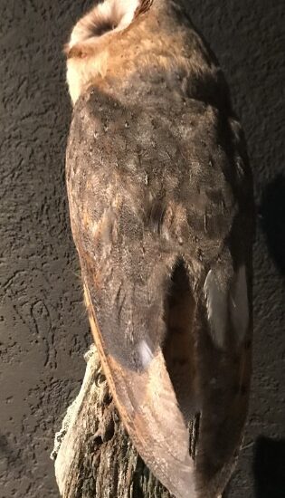 taxidermy-barn-owl-with-cites-937665-en-max