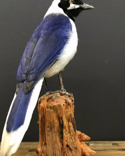 taxidermy-bird-890201-en-max