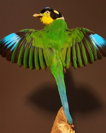 taxidermy-bird-psarisomus-dalhousiae-894744-en-max