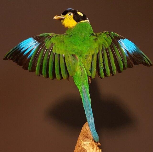 taxidermy-bird-psarisomus-dalhousiae-894744-en-max