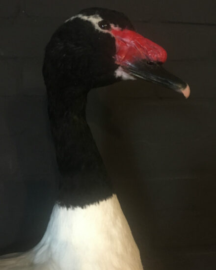 taxidermy-black-breasted-goose-275-1024578-en-max