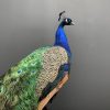 Taxidermy blue peacock.