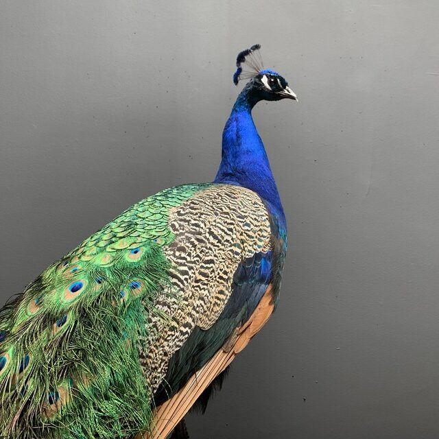 taxidermy-blue-peacock-3114095-en-max