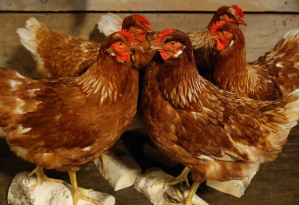 Schoner ausgestopfter Braune Huhn