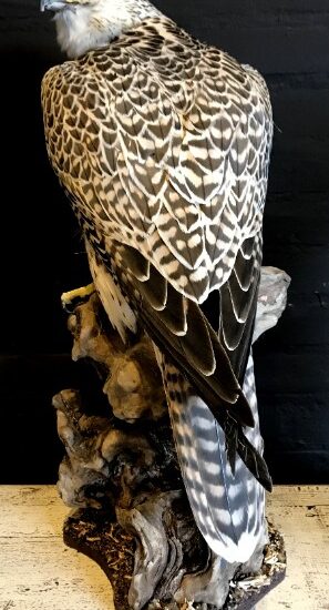 taxidermy-crossbreed-of-a-gyrfalcon-and-a-saker-falcon-1000828-en-max