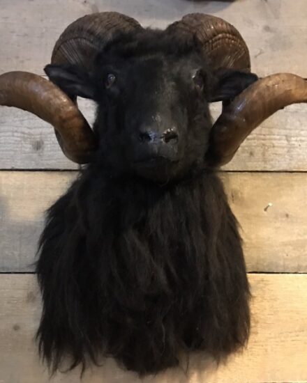 taxidermy-head-of-a-black-ram-847164-en-max