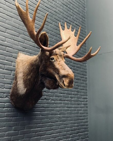 taxidermy-head-of-a-canadian-moose-3109316-en-max